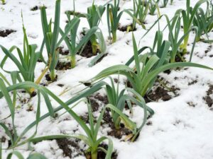 Wintergemüse anbauen: So erntest du auch bei frostigen Temperaturen dein eigenes Gemüse!