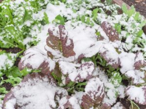 Wintersalate anbauen: So erntest du den ganzen Winter frischen Salat aus deinem Garten